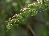 Spiraea &times; cinerea