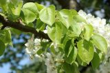 Pyrus communis. Листья с повреждениями. Санкт-Петербург, Фрунзенский р-н, парк \"Яблоневый сад\", в культуре. 14.05.2023.