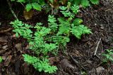 Coronilla coronata