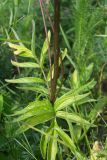 genus Valeriana