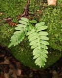 род Polypodium