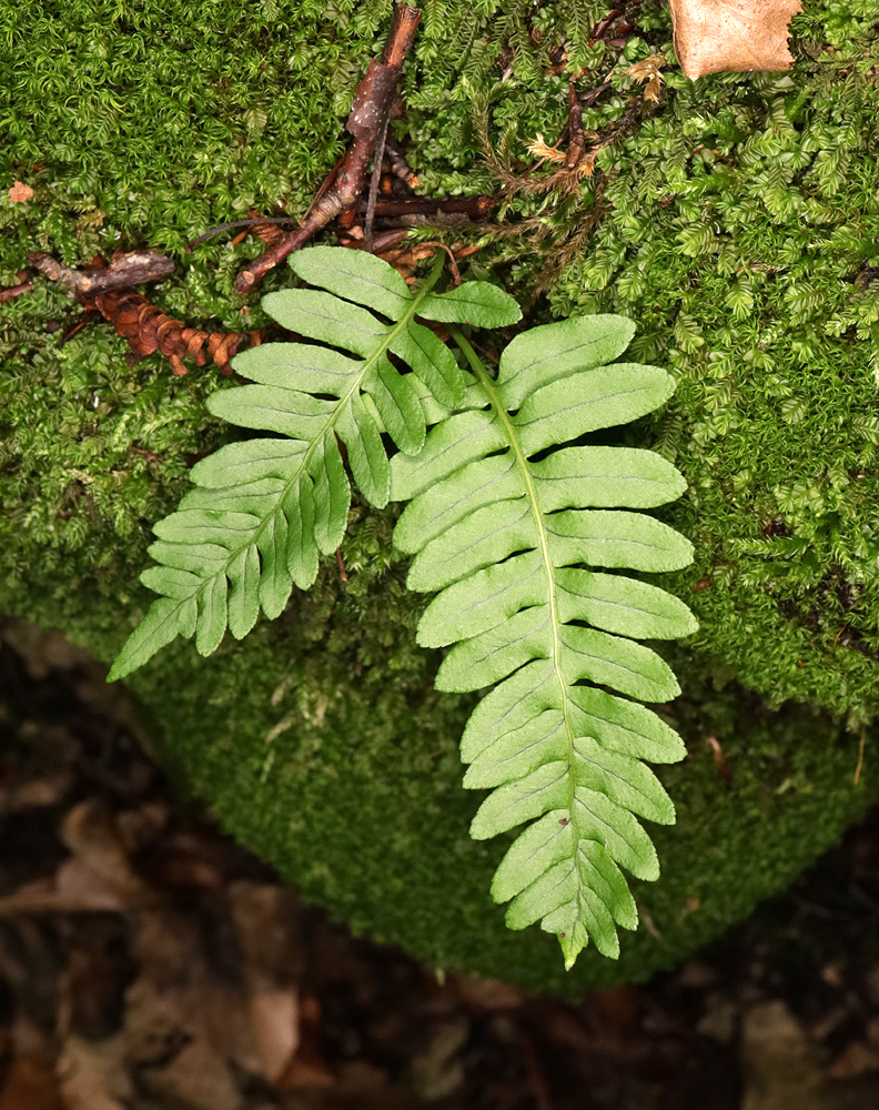 Изображение особи род Polypodium.