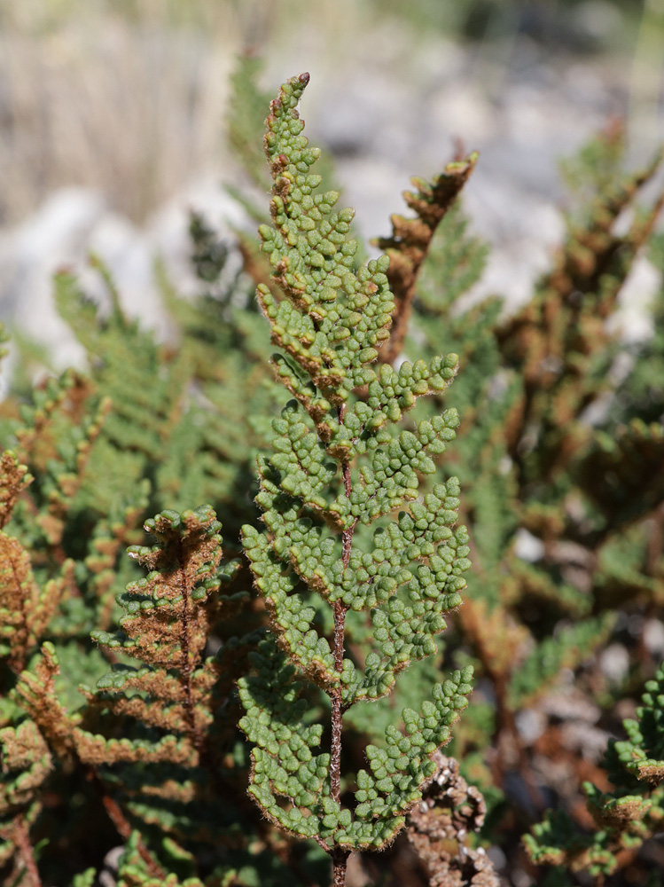 Image of Oeosporangium persicum specimen.