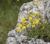 Helianthemum buschii