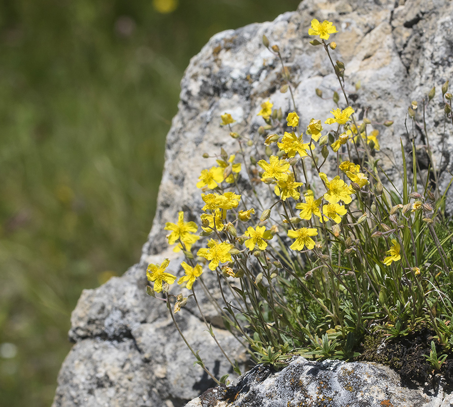 Изображение особи Helianthemum buschii.