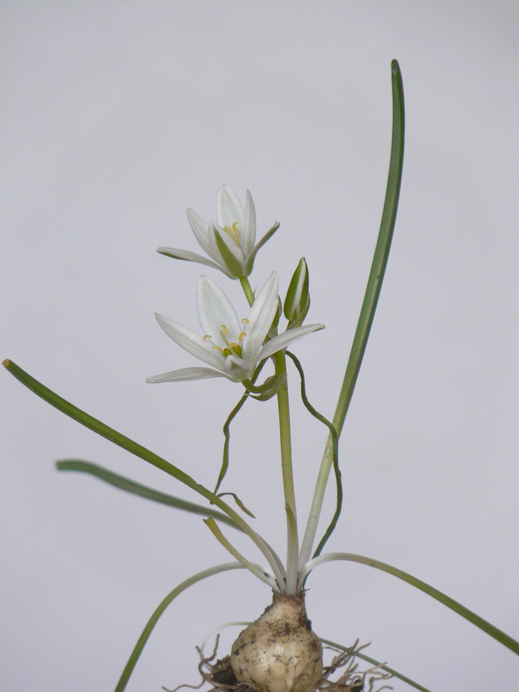 Image of Ornithogalum umbellatum specimen.