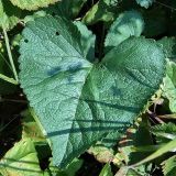 Phlomoides tuberosa