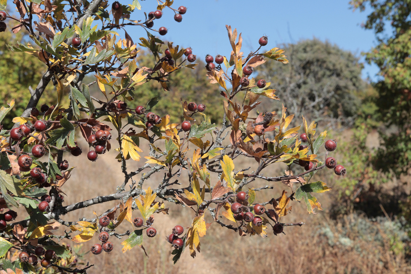 Image of Crataegus &times; tournefortii specimen.