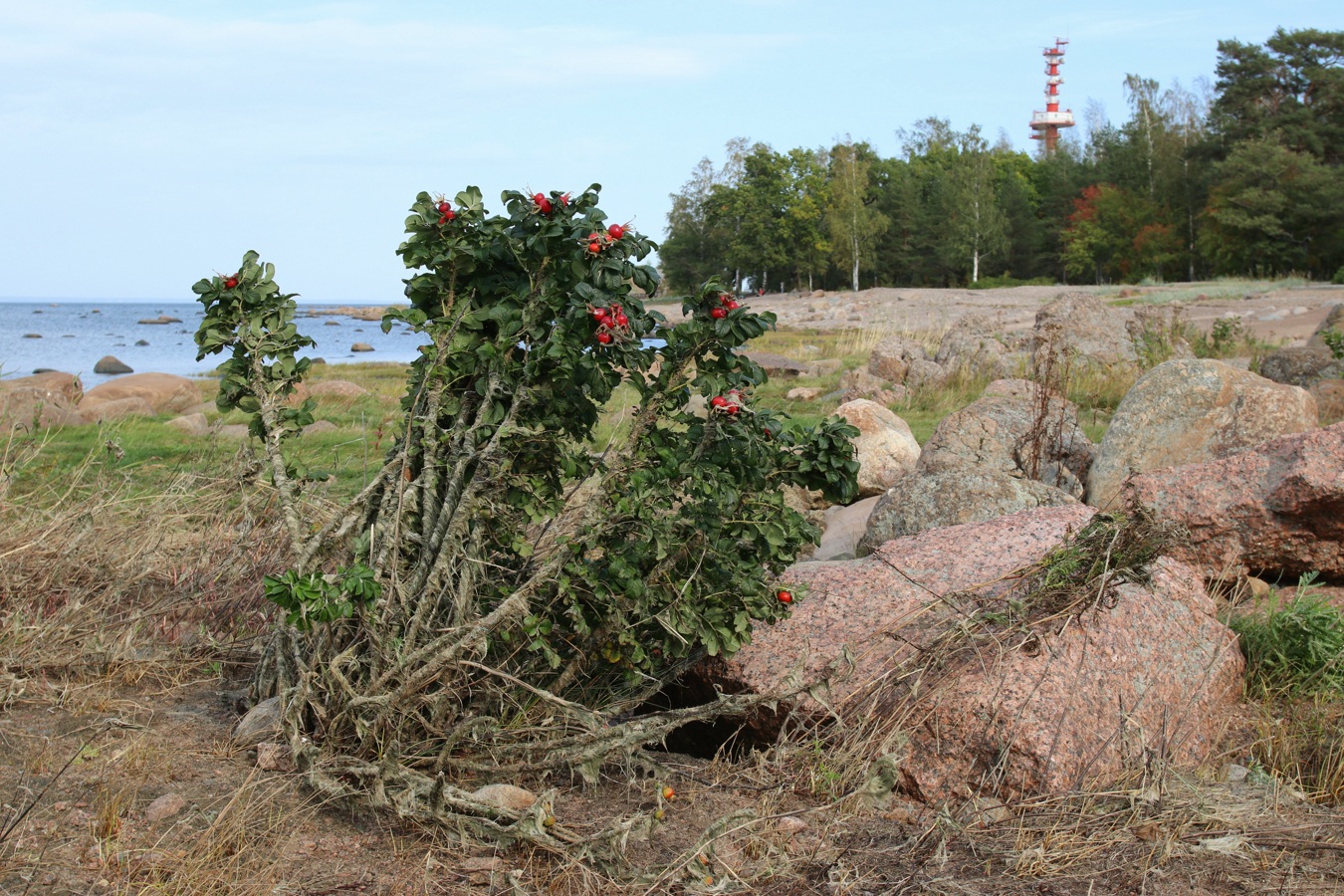 Image of Rosa rugosa specimen.
