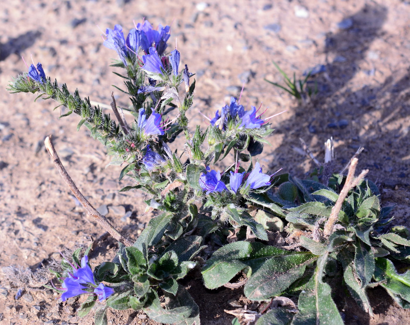 Image of Echium vulgare specimen.