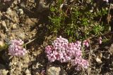 Asperula abchasica