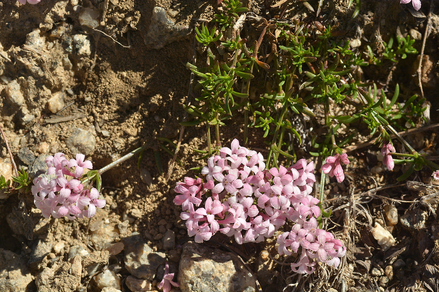 Изображение особи Asperula abchasica.