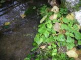 Circaea alpina