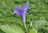 Ruellia tuberosa. Соцветие с цветком и бутонами. Таиланд, Бангкок, парк Люмпини, незасеянное пространство под деревьями. 31.08.2023.