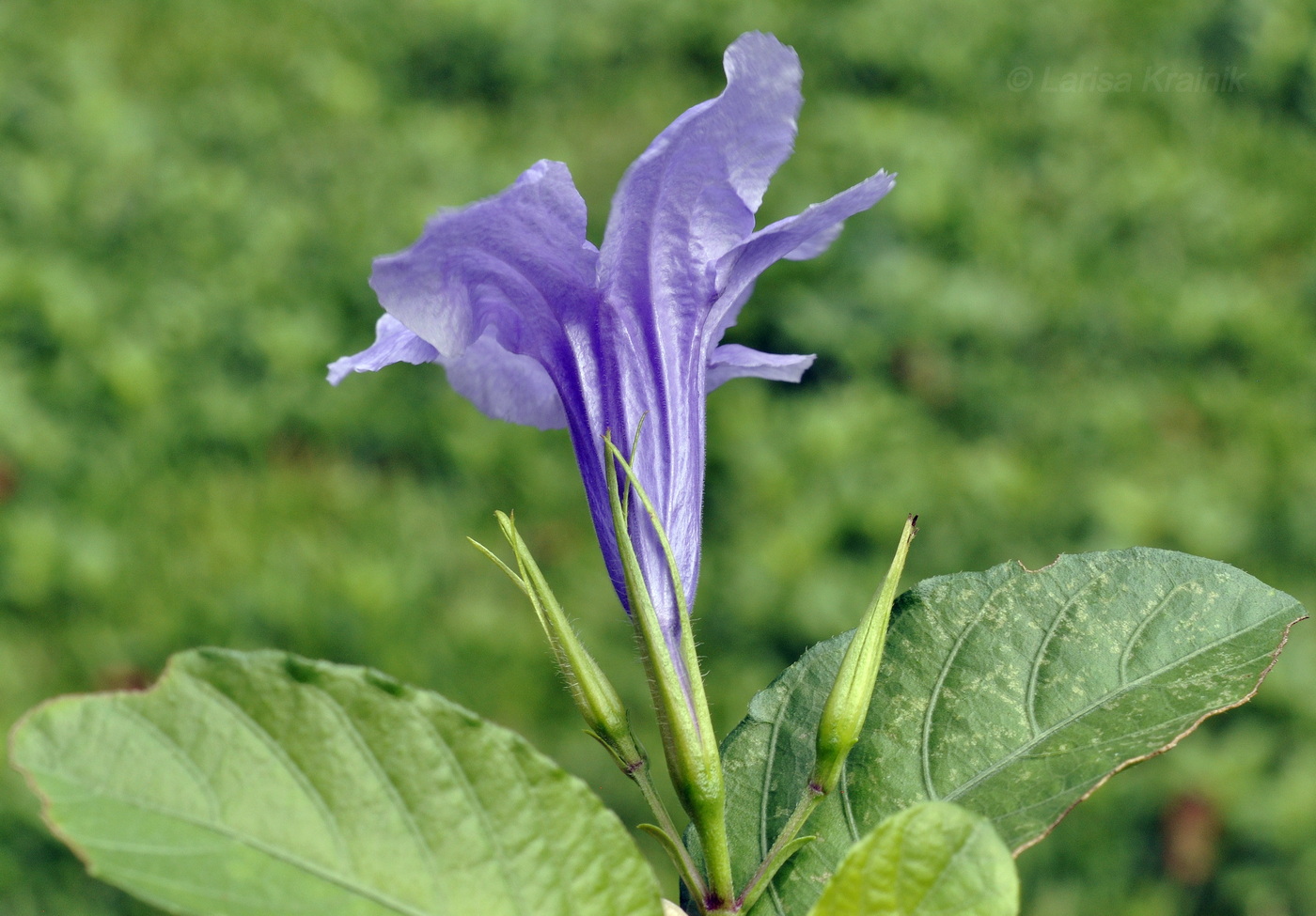 Image of Ruellia tuberosa specimen.