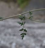 Image of taxon representative. Author is Александр Лебедев