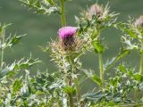 Cirsium pugnax. Верхушка побега с соцветием. Карачаево-Черкесия, Урупский р-н, хр. Загедан, долина Ацгарских озёр, ≈ 2500 м н.у.м., морена между средними озёрами, альпийский луг. 09.08.2023.