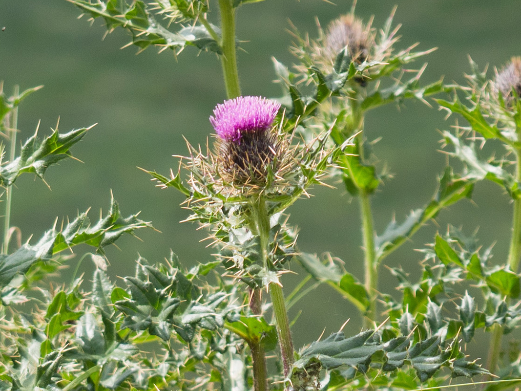 Image of Cirsium pugnax specimen.