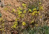 Erysimum humillimum. Верхушки побегов с соцветиями и плодами. Киргизия, Ошская обл., Памир, Заалайский хр., долина р. Ачик-Таш, ≈ 3600 м н.у.м., осыпающийся сухой склон. 03.07.2022.
