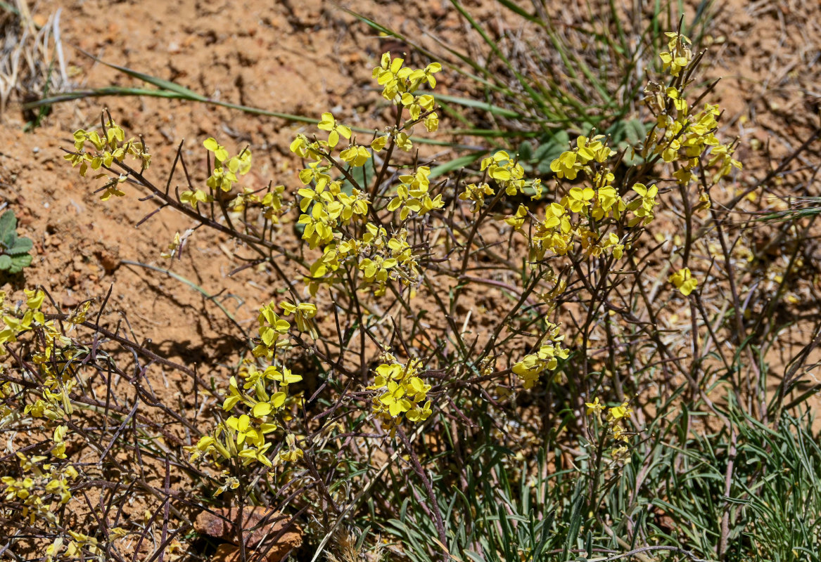Изображение особи Erysimum humillimum.