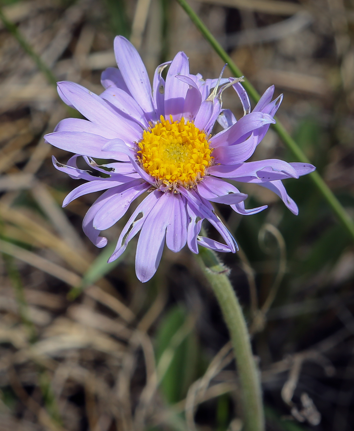 Изображение особи Aster alpinus.
