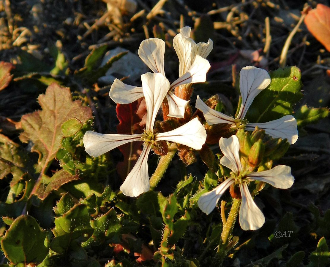 Изображение особи семейство Brassicaceae.