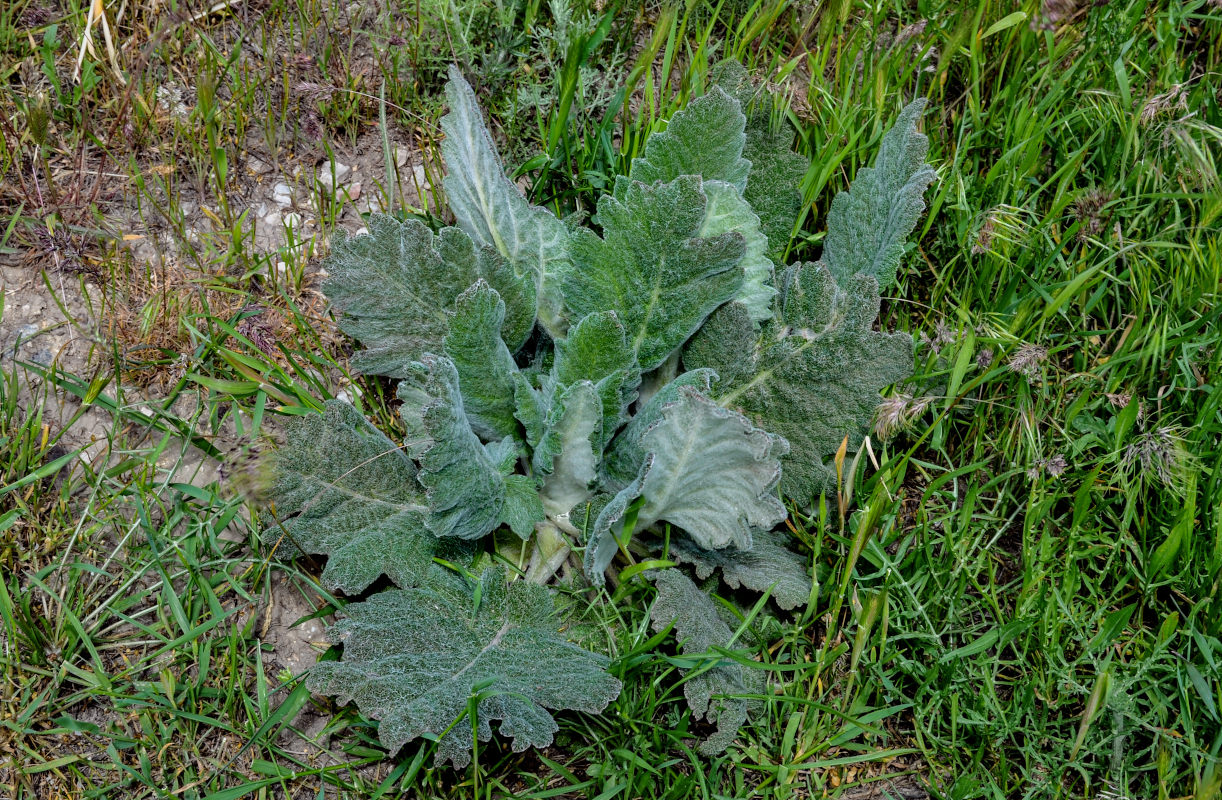 Image of Salvia aethiopis specimen.