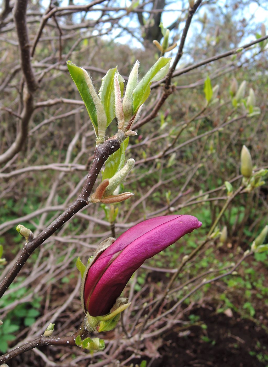 Image of Magnolia × susannae specimen.