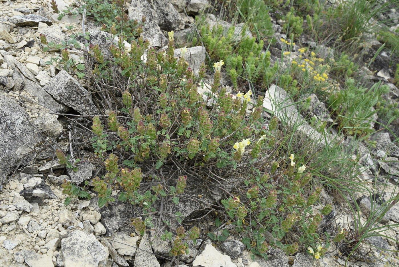 Изображение особи Scutellaria orientalis.