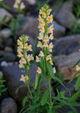 Linaria acutiloba. Верхушка побега с соцветием. Красноярский край, Туруханский р-н, берег р. Енисей в р-не устья р. Хантайка, каменистый пляж. 27.07.2023.