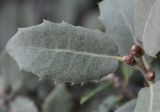 Quercus ilex