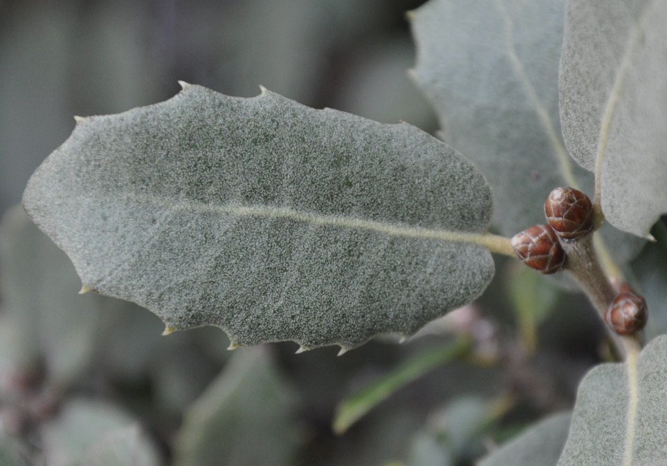 Изображение особи Quercus ilex.