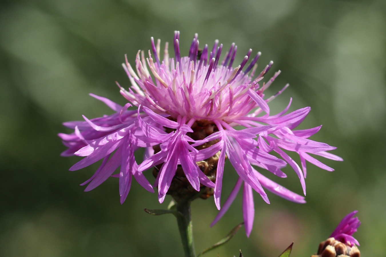 Image of Centaurea jacea specimen.