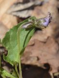 род Viola. Верхушка побега с увядающим цветком и погрызенный лист. Испания, Каталония, пров. Жирона, комарка Ла-Гарроча, муниципалитет Ла-Валь-де-Бианья, подр-н (субкомарка) Л’Альта-Гарроча, 870 м н.у.м., перевал Capsacosta, смешанный лес, обочина дороги. 12.04.2024.
