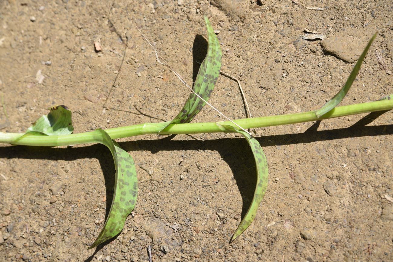 Image of genus Dactylorhiza specimen.