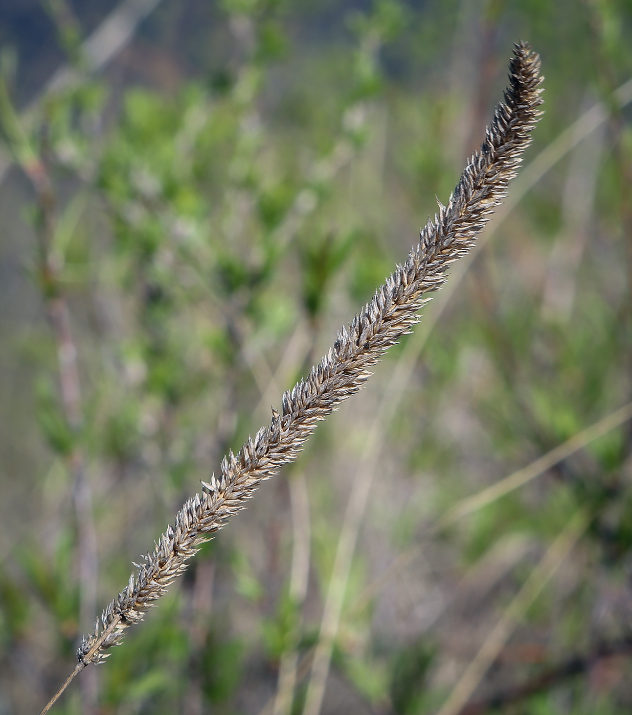 Изображение особи Phleum phleoides.