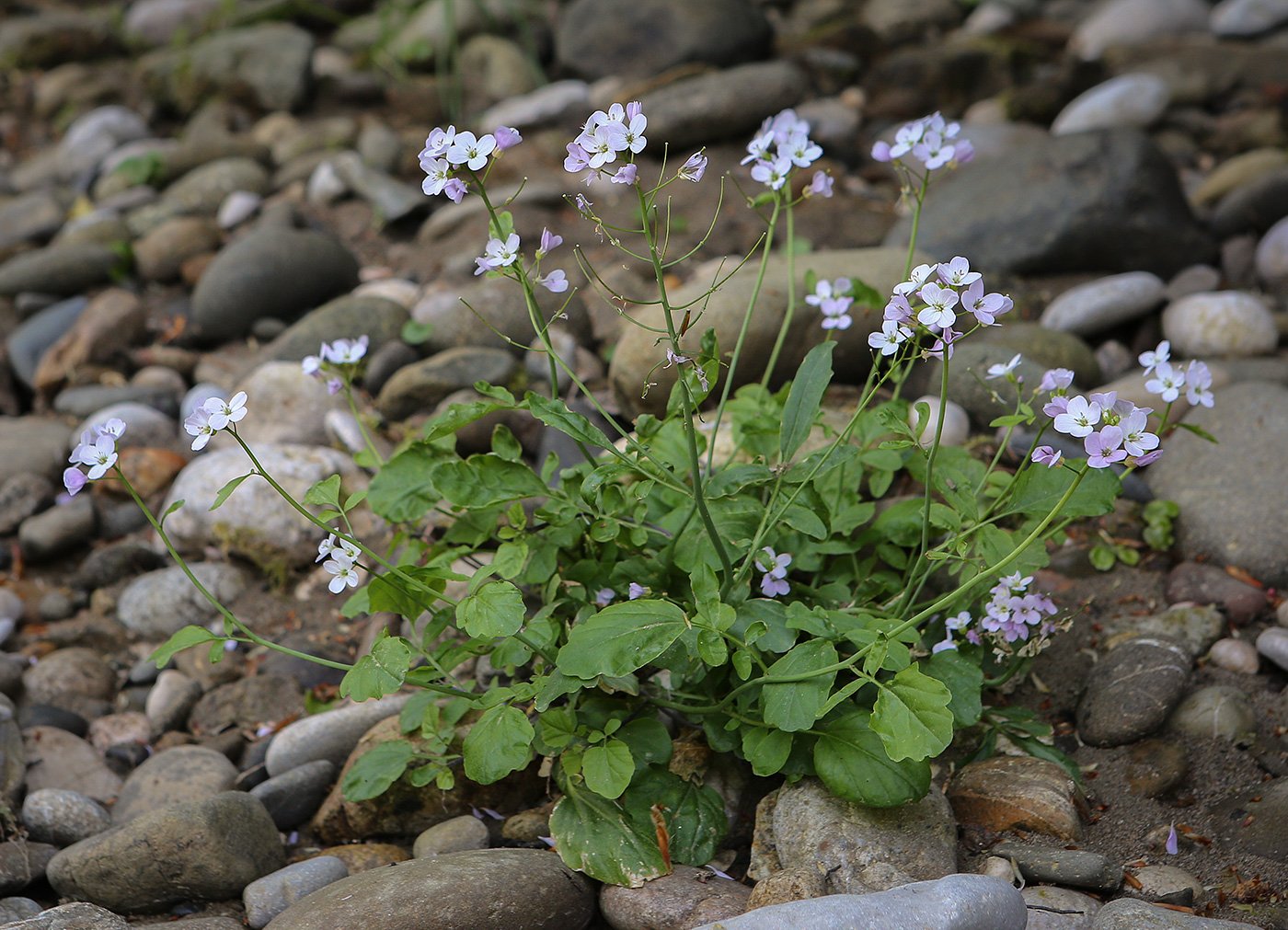 Image of Cardamine tenera specimen.