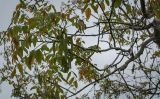 Juglans regia. Верхушка цветущей ветви. Абхазия, Гагрский р-н, с. Лдзаа, частное подворье. 14.04.2024.