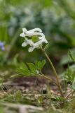 Corydalis caucasica