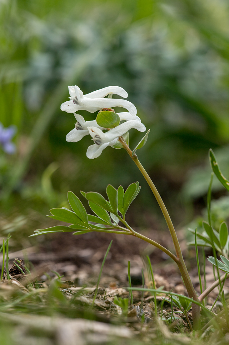 Изображение особи Corydalis teberdensis.