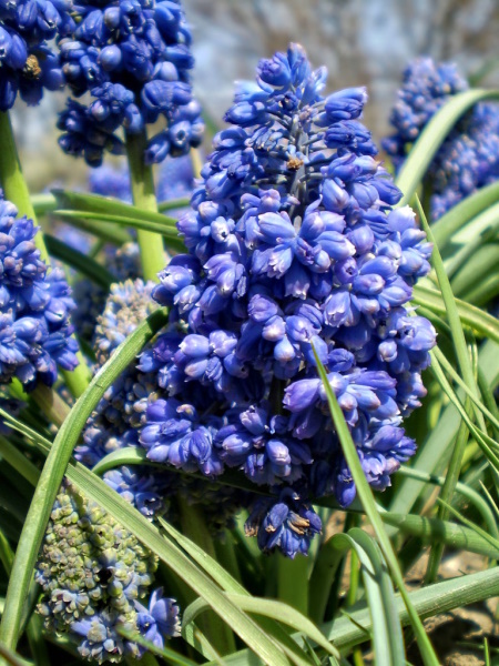 Image of Muscari armeniacum specimen.