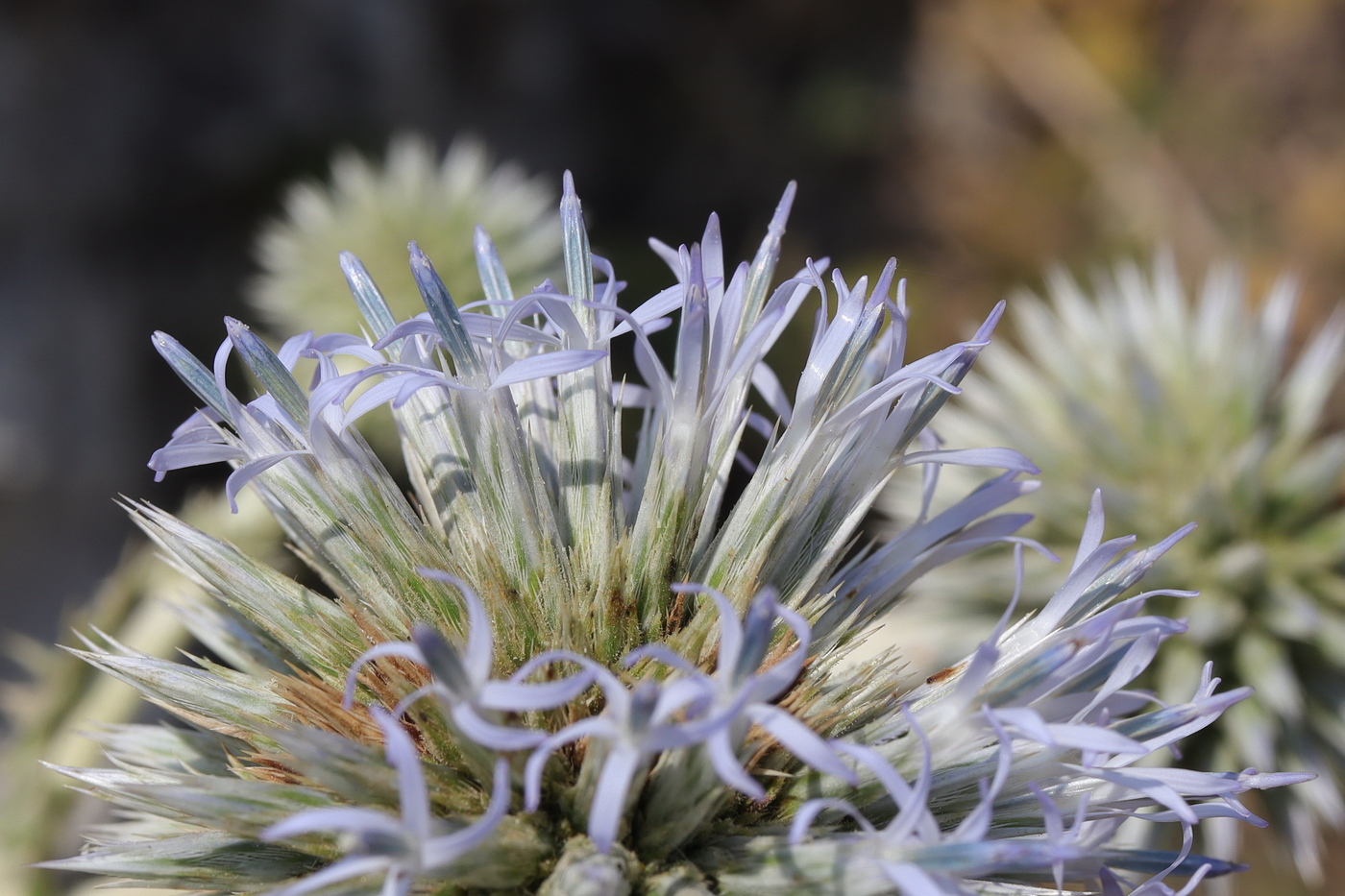 Image of Echinops sphaerocephalus specimen.