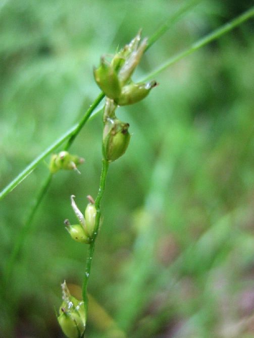 Image of Carex disperma specimen.