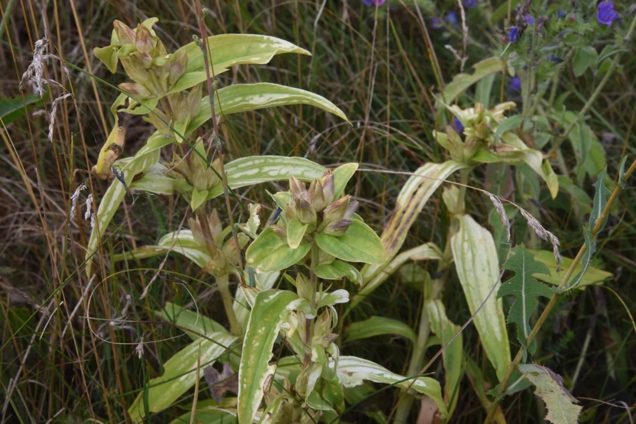 Image of Gentiana cruciata specimen.