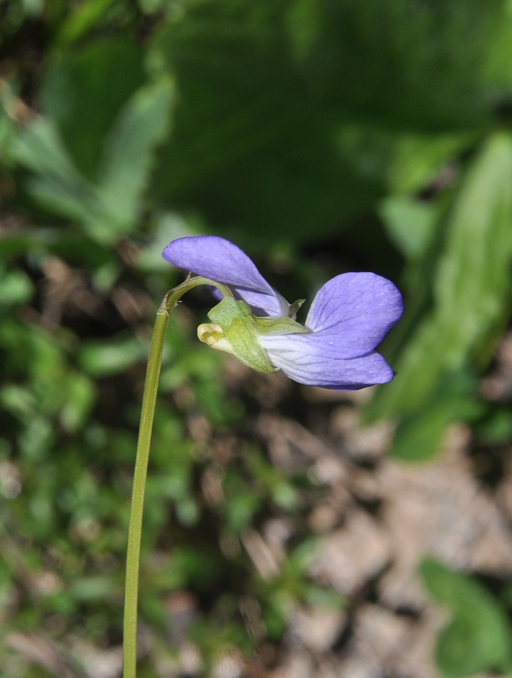 Image of genus Viola specimen.