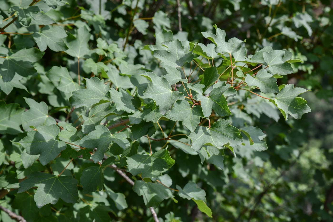 Изображение особи Acer turkestanicum.