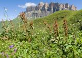 Rumex aquaticus
