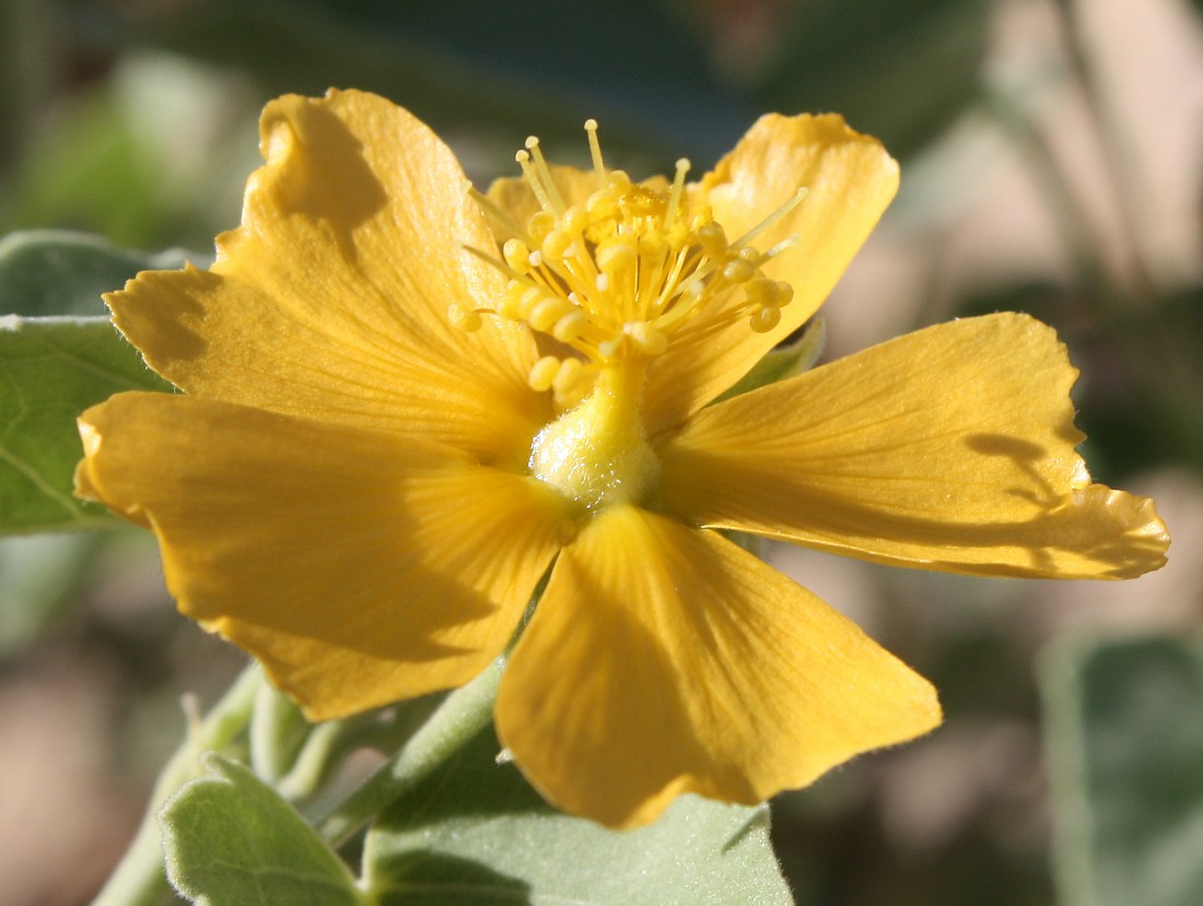 Image of Abutilon fruticosum specimen.