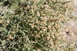 Anabasis aphylla