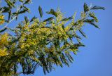 Acacia dealbata